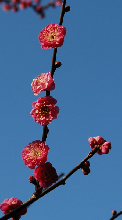 plums-1.jpg