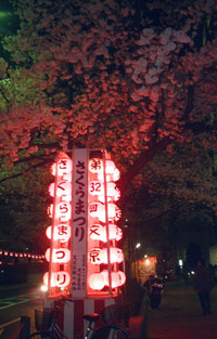 sakura2000.jpg