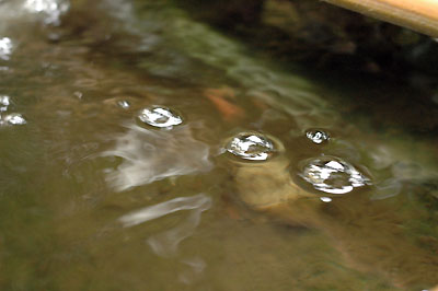 waterbubbles.jpg
