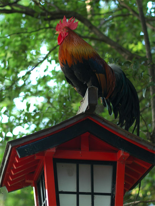 yagawa-chicken.jpg